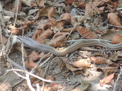 Conophis lineatus