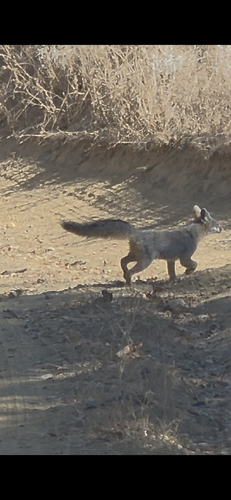 Gray Fox observed by gnearns