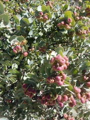 Arctostaphylos luciana