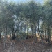 Acacia cyanophylla