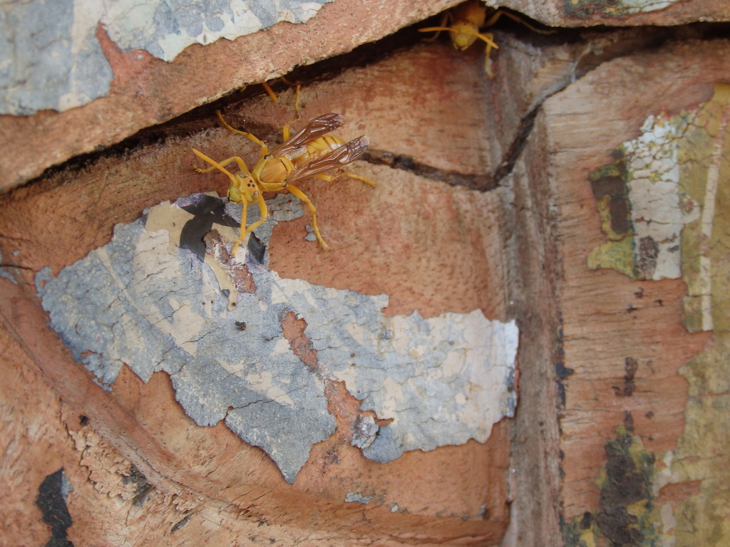 Arabian paper wasp from Dundlod, Rajasthan, India on October 1, 2019 at ...