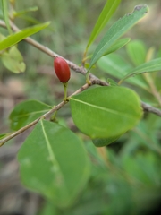 Shikha Sreenivas, CC BY, iNaturalist via GBIF Erythroxylum monogynum, photograph Shikha Sreenivas, CC BY, iNaturalist via GBIF