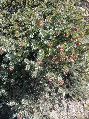 Arctostaphylos luciana