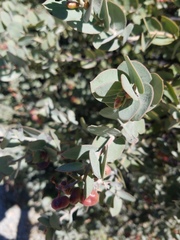 Arctostaphylos luciana