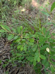 Shikha Sreenivas, CC BY, iNaturalist via GBIF Erythroxylum monogynum, photograph Shikha Sreenivas, CC BY, iNaturalist via GBIF
