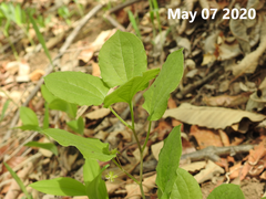 Smilax nipponica