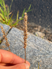Plantago aristata, photograph author not stated, no rights reserved