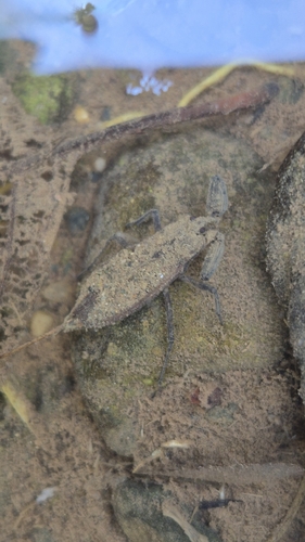Eurasian Water Scorpion
