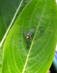 Condylostylus longicornis