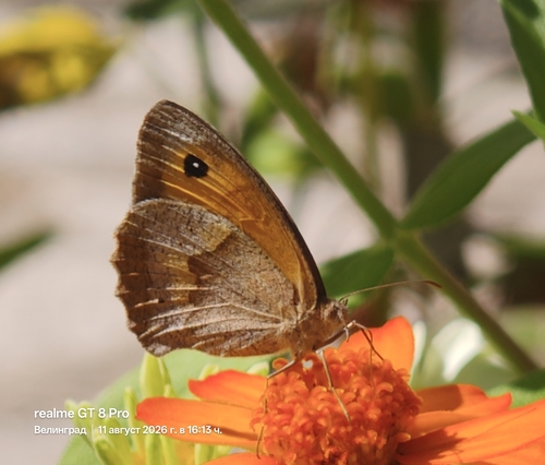 Meadow Brown