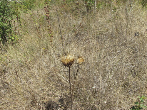 Cynara humilis, photograph 3