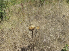 Cynara humilis, photograph (c) zebedeugalinha, some rights reserved (CC BY)