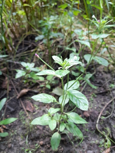 Epilobium roseum, photograph 5
