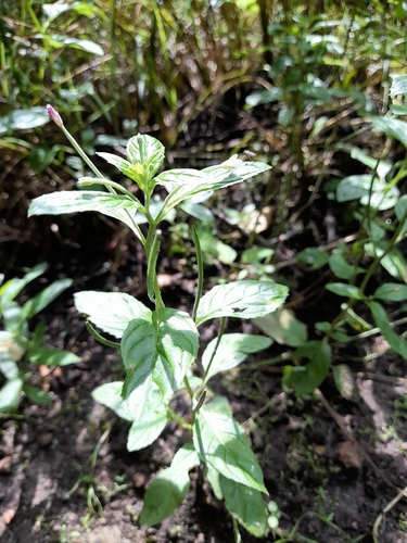 Epilobium roseum, photograph 6