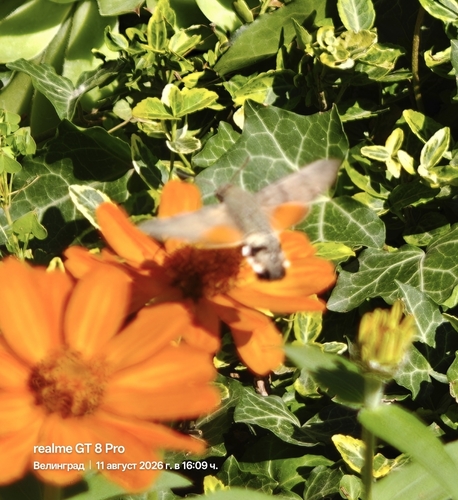 Eurasian Hummingbird Hawkmoth