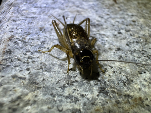 Svercacheta siamensis