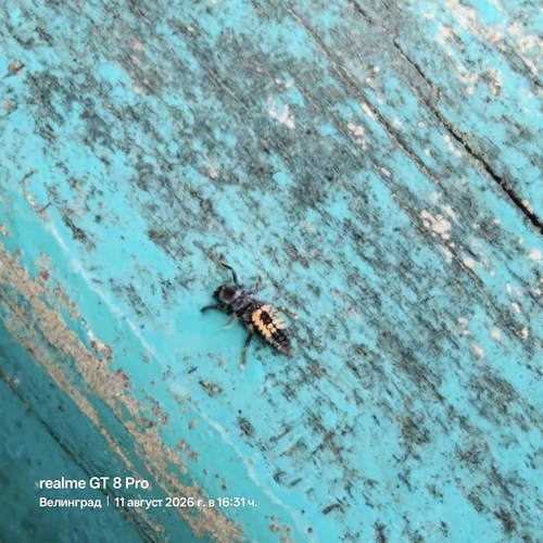 Asian Lady Beetle