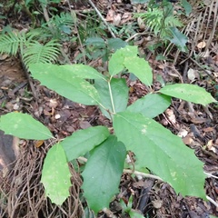Gmelina leichhardtii