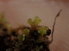 Riccardia chamedryfolia