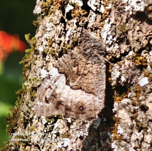 Woodland Grayling