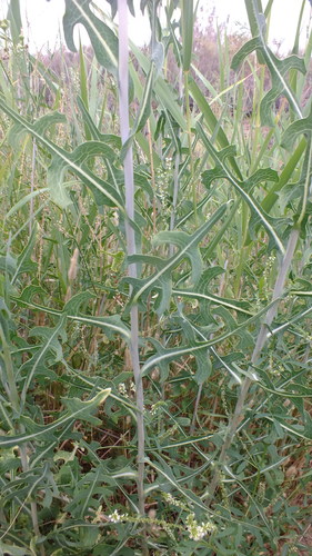 South African Wild Lettuce (Lactuca dregeana)