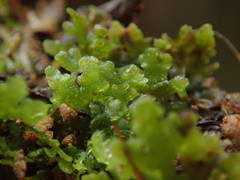 Riccardia chamedryfolia