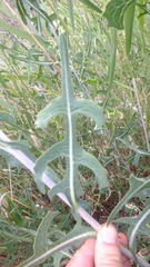 Lactuca dregeana