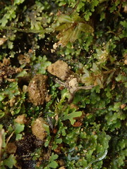 Riccardia chamedryfolia