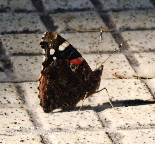 Red Admiral
