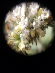 Eriodictyon traskiae smithii