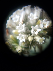 Eriodictyon traskiae smithii