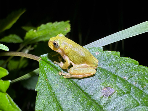 Japanese Tree Frog