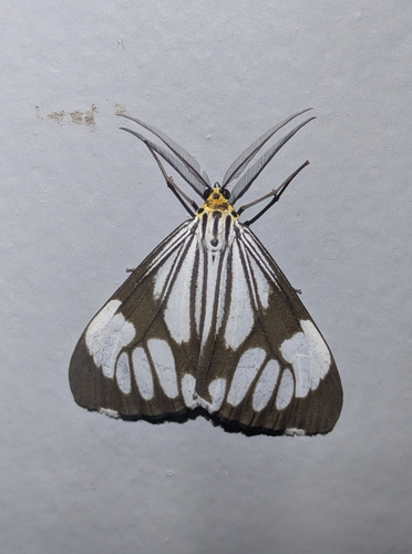 Marbled White Moth