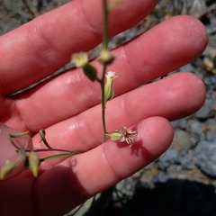 Streptanthus vimineus