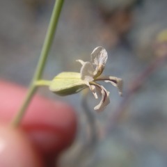 Streptanthus vimineus