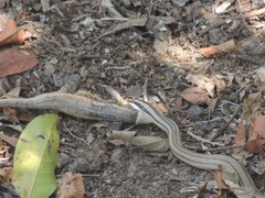 Conophis lineatus