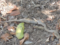 Conophis lineatus
