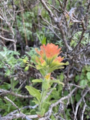 Castilleja wightii