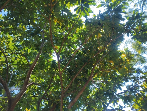 Genipa americana, photograph 6