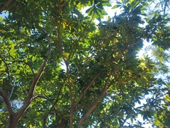 Genipa americana, photograph (c) The Great Walter, some rights reserved (CC BY)