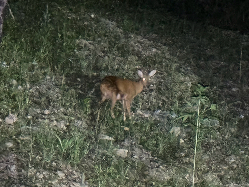 Water Deer
