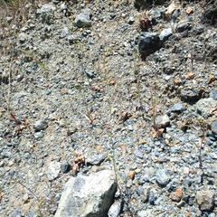 Streptanthus vimineus