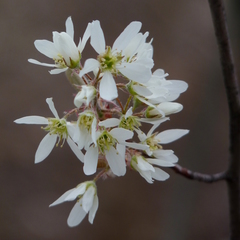 Amelanchier canadensis