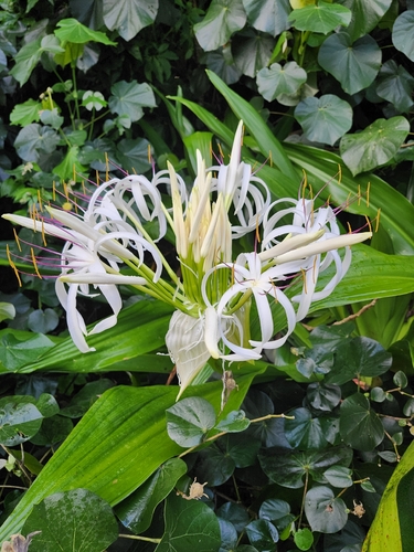 Crinum asiaticum observed 2026-08-12