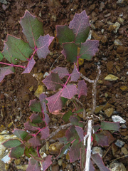 Berberis pumila