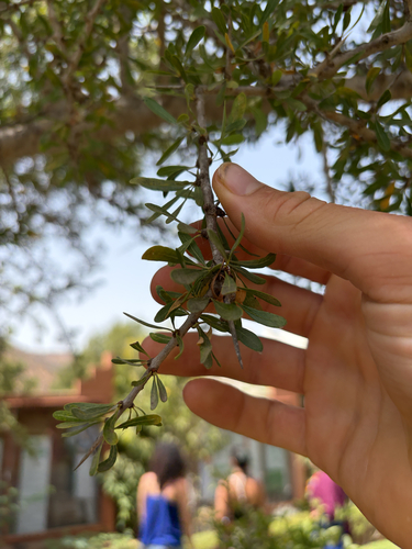 Argan tree