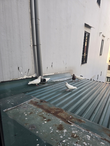 Feral Pigeon