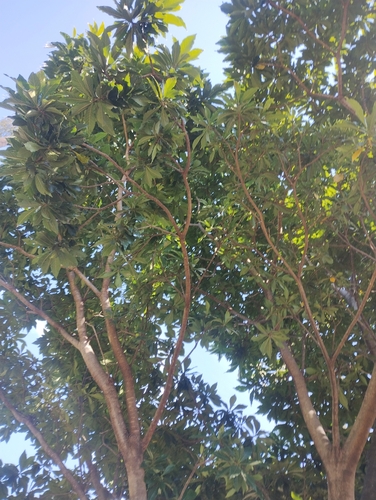 Genipa americana, photograph 5