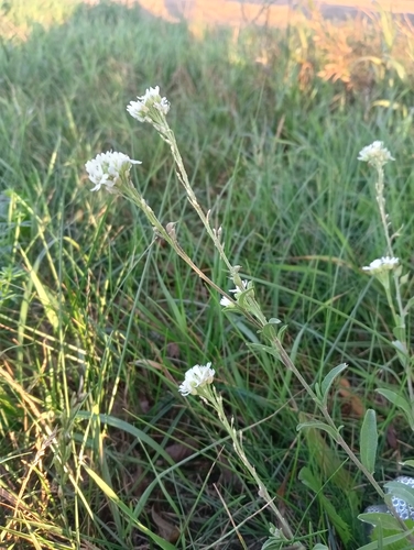 hoary alyssum