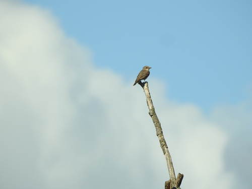 Spotted Flycatcher